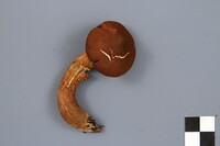 Cortinarius rubellus image